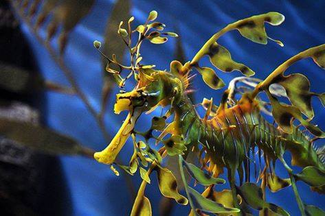 The Diversity of Fishes Nearly one half of all known vertebrate species are fish. There are about 28