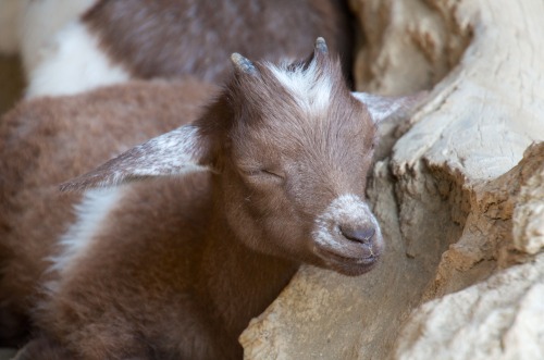 embracingtheview: Baby goats (kids), Living Desert, Palm Desert, California. Photo taken by rjz