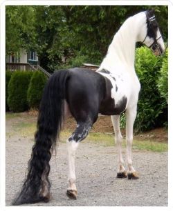 autumnbramble:  scarlettjane22:  American Saddlebred stallion http://www.equines4us.com/  Oh my goodness.  Wow :o