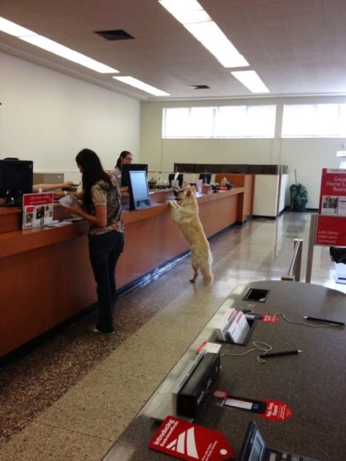  “Yes hello, I’d like to make a de-paws-it.” “That’s funny.” “My finances are not a freaking game, Jessica.” 