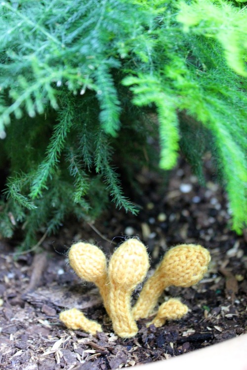 thegreenwolf:Over at BromeLeighad–52 Forms of (Knitted) Fungi!
