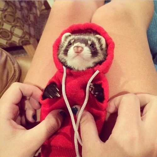 Porn t-temmy:  weepingbeautyy:  Here’s my ferret photos