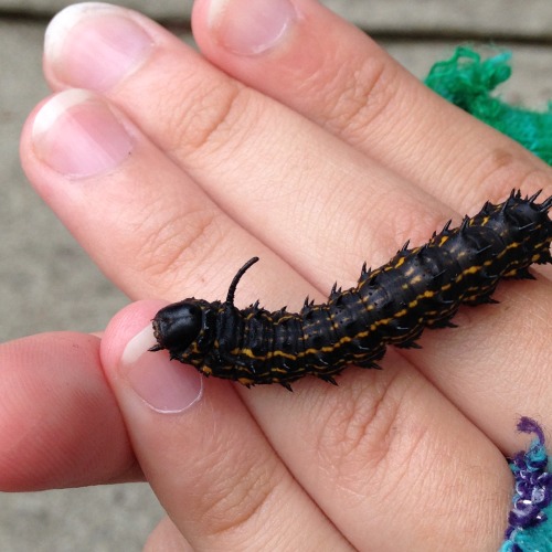 In case you were curious, yes, Fallie still loves insects. 