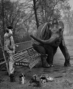 Alfred Hockley, A Painter, Returns From His Lunch Break To Find An Elephant Named