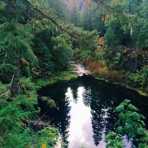 java-jungle:  caramiaphotography:  I love discovering new amazing places in Oregon  Let nature heal 