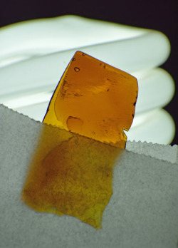 longbongjohnson:  Blue Dream. Sativa ERRL. Shatter