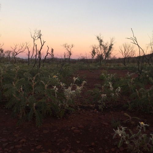 sevenvalencia: sevenvalencia: 5:15am rise, where the moon and sun briefly greet one another. Dingoes