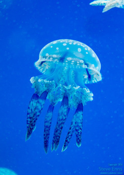 Mooonjellies:  Steve Enns  