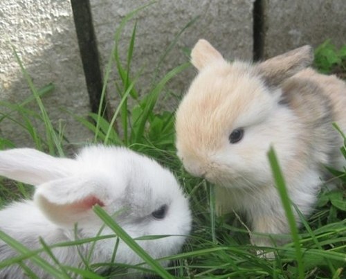 XXX mera99:  I love bunnies! *,*  photo