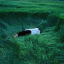 irieparadise