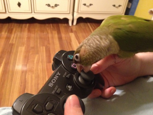 Yoshi licking things part 3: the PS3 controller