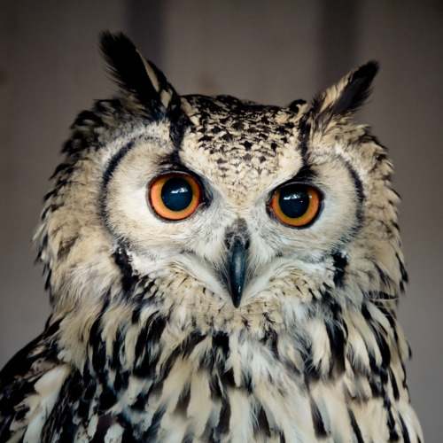 Eurasian Eagle-owl (Bubo bubo) &gt;&gt;by Gerwin Filius