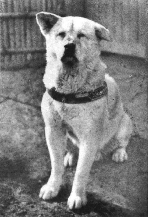 vintageeveryday:Rare photos of Hachiko, the