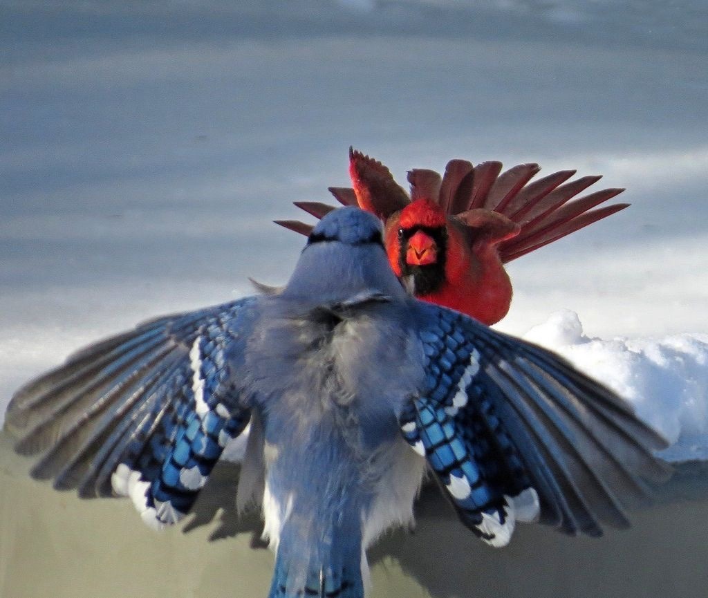 clickbeetle:clickbeetle:i love seeing cardinals and bluejays together i’m always like “hehe.. evil siblings”this is what i’m all about babyyyyy