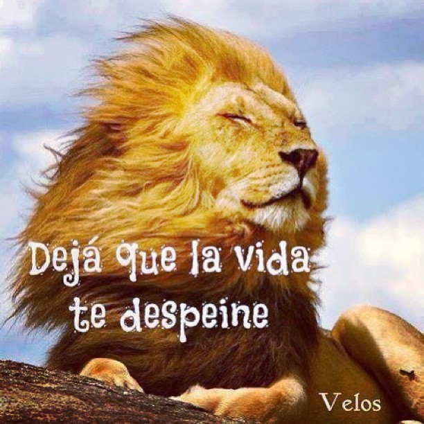 La vida despeina dejala q de manifieste&hellip;. ^_^&rsquo; #love #life #lion