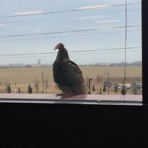 linnthehuman:imaginationbully:zomblequeen:zomblequeen:It is officially spring because the turkey vulture is back at work and is sitting outside my window trying to make me his vulture bride.LET HIM WOO YOU.