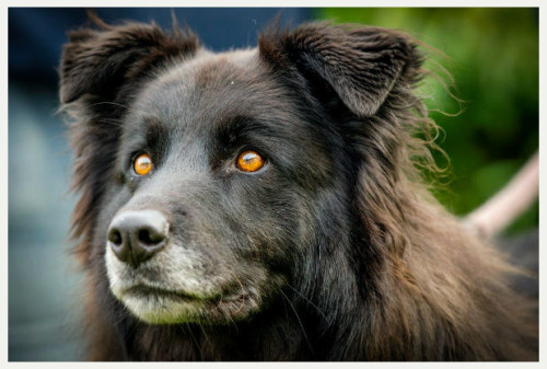 dogjournal: ORANGE-EYED DOG WAITING SEVEN YEARS TO BE ADOPTED -  ”The rescue centre is no