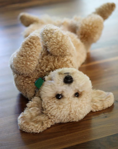 tastefullyoffensive:  Puppies Who Look Like Teddy Bears (photos via Bored Panda)Previously: Perfectly Timed Dog Photos