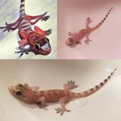 My latest tiny creature headshot session. With a touch of #Prisma
https://www.instagram.com/p/BoGXPJhHcoI/?utm_source=ig_tumblr_share&igshid=12cmvperkp7xa