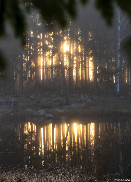 amazinglybeautifulphotography: Sun rises through a misty forest island. Pellinge, Finland [OC] [1377