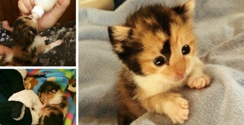 Orphaned newborn kitten rescued from getting run over Story via Kitty Amy