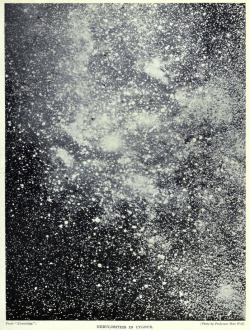 Nemfrog:  “Nebulosities In Cygnus.” Splendour Of The Heavens. 1923.