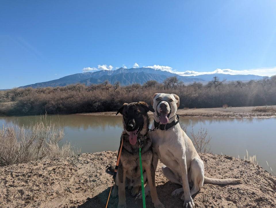 My adorable derps and I out on a stroll along the river a couple days  Moby & Echo. Just pleased I got them to sit 