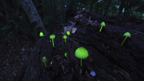 sexmurderandmayhem:  “In an enchanting woodland area of Shikoku, known to locals as the “glowing forest,” mushrooms and fallen leaves emit a magical light for just a short period of time each year.” 