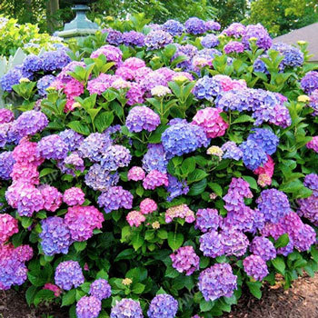 pinkublr: ♡  beautiful hydrangea seeds  //  discount code - june20  ♡