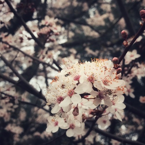 Spring is coming ✨ #spring #springiscoming #blooming #flowers #flowerstagram #prunus #bloom #ostarai