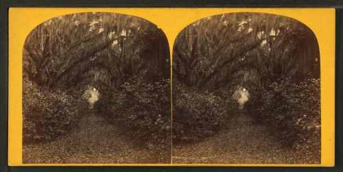 sasquatchgirl:A stereoscopic shot of Bonaventure Cemetery, Savannah GA (c. 1900)