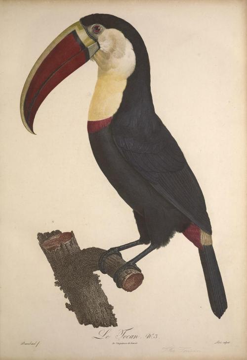 Toucans, perhaps best known for their colourful large beaks are birds from Ramphastidae family 