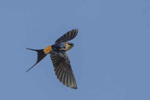  コシアカツバメ（Red-rumped Swallow） 