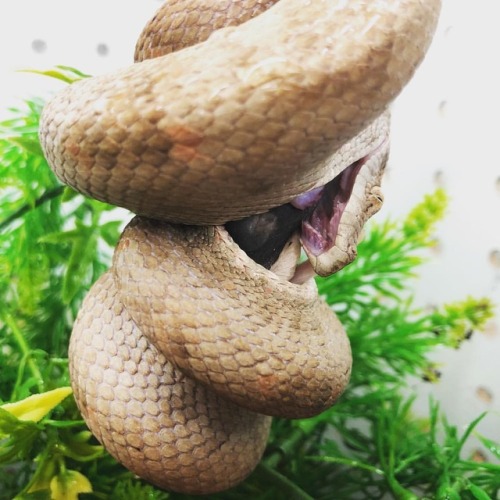 Yum yums time!!! Arboreal snakes are sooo cool when they eat. #hanginthere #yummy #paintedreptile #a