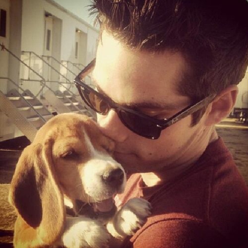 justcallyoumine:@dylanobrienisreal Beagle!!