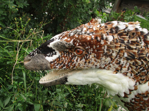 bookrat:Deinonychus bust made with chicken feathers