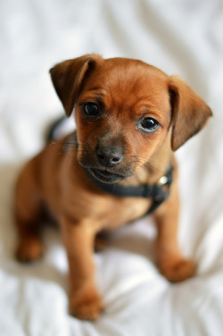 invocado:  Puppy Portrait {Explored} by .sarah444.