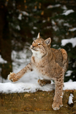 funnywildlife:  lynx in snow by Cloudtail