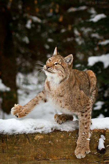 XXX funnywildlife:  lynx in snow by Cloudtail photo