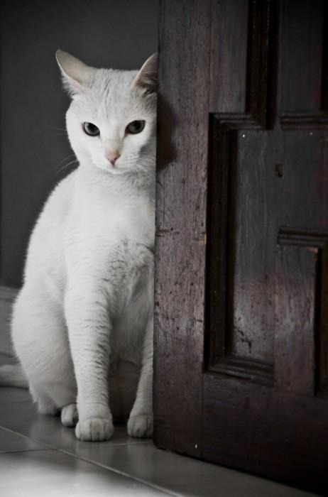 thepaintedbench: White Cat