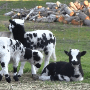 Sheep, Goats, And Stars Stimboard
