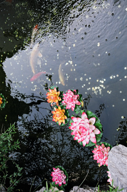 aravbian:  Jade temple koi pond by Sarah