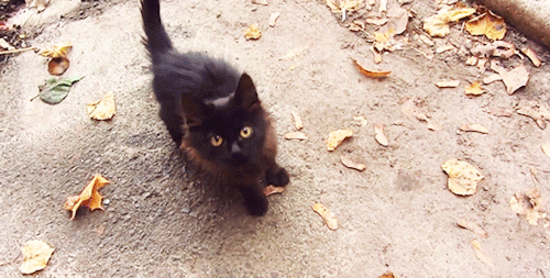 Bad Luck, I'm a Black Cat [en cours] Tumblr_phn1pi0L2U1u7gnm9o1_500