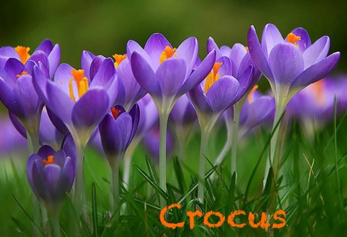 Alright (cracks Knuckles) Time To Look Up What Flowers Mean.
