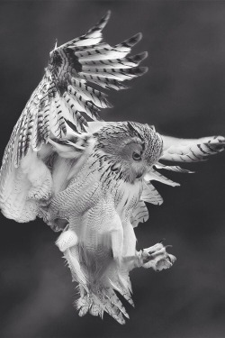 williamsranch:  Image via We Heart It https://weheartit.com/entry/154689270 #animal #blackandwhite #owl #varnuak