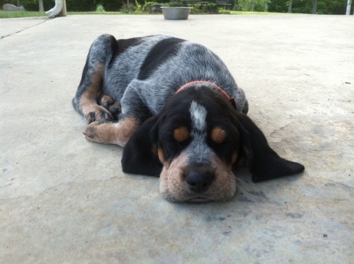 dogsandpupsdaily:  - Bluetick Coonhound. Want more? Follow:http://dogsandpupsdaily.tumblr.com/