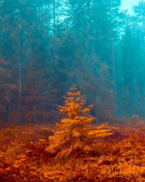 nevver:  Snow patrol, Maria Lax