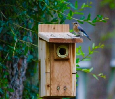 📷: pamwmsn.tumblr.comMama bluebird with insect. #bluebird#bluebird box