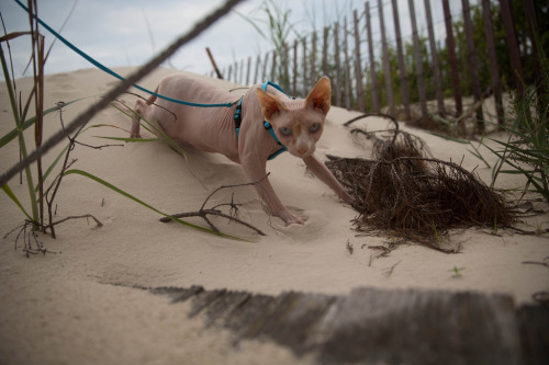 Vlad the sphynx cat goes on a beach adventure! (submitted by thevalyrian)