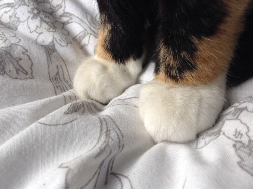 artyizz:Little cat feets